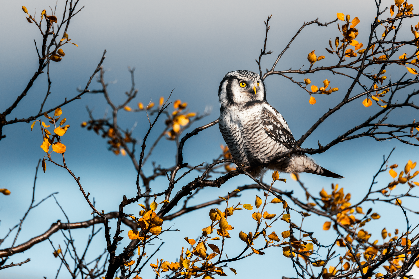 Jetro Luhtaa x Novapuro "Nordic Owl" luomupuuvillainen T-paita | Villieläinaiheinen graafinen design