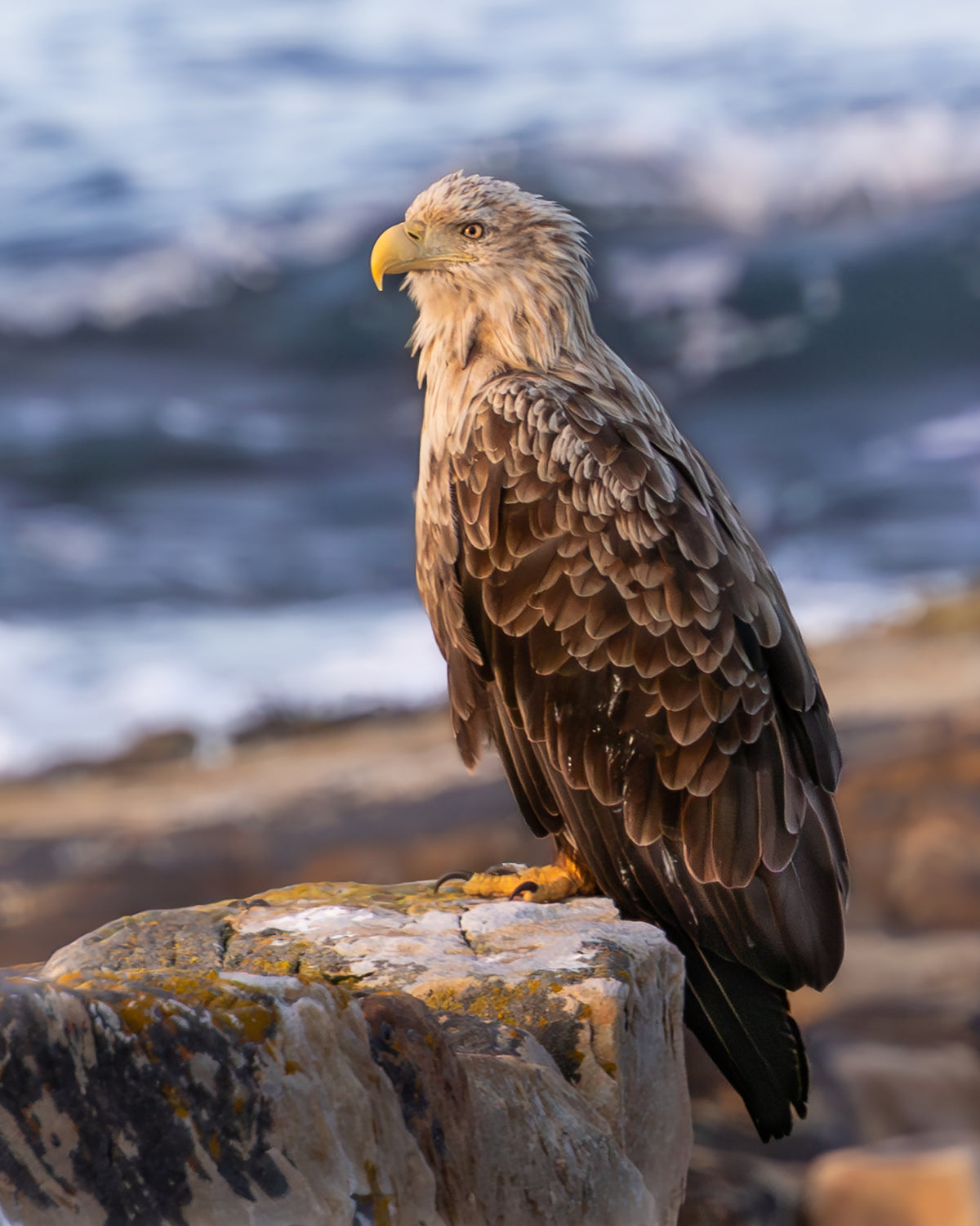 Annette Thomé-Marttinen x Novapuro 'White-tailed Eagle' Organic Eco Hoodie | Nordic Wilderness