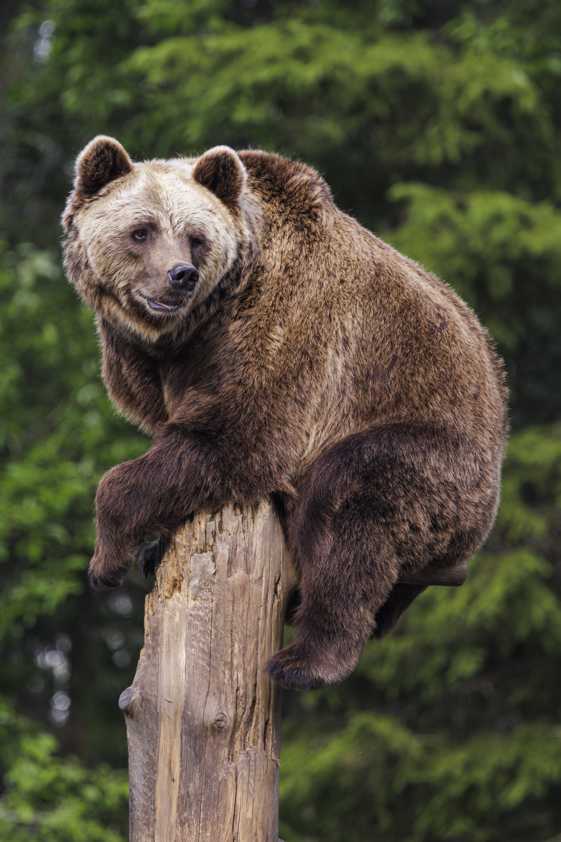 Capturing the Untamed: The Novapuro x Jarno Virtanen Nordic Wildlife Collection