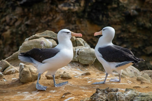 Two albatross birds grooming each other, symbolizing lifelong partnership and nature's loyalty.