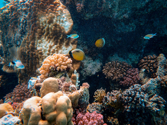 Colorful tropical fish swimming through a vibrant coral reef, showing the natural restoration of the marine ecosystem.