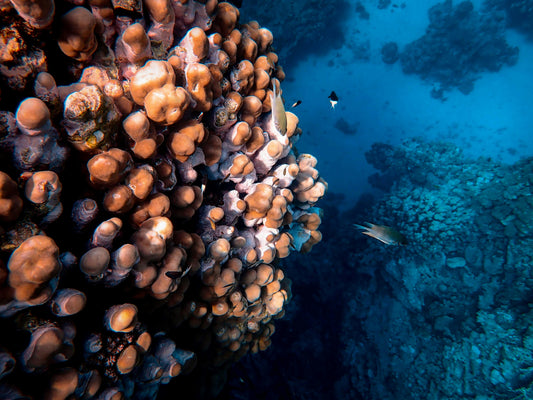 An enormous, vibrant coral colony glowing in the deep blue ocean, representing the hidden beauty and resilience of marine life