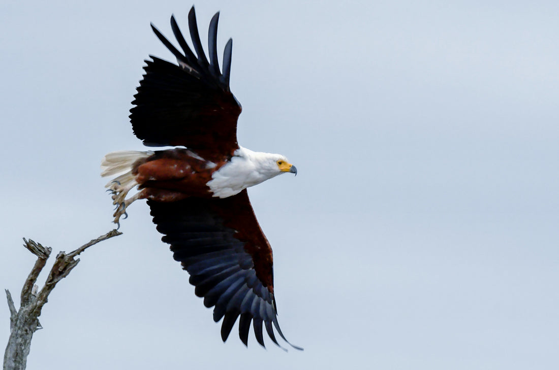 A majestic bald eagle with wings spread wide soaring through a clear blue sky over snow-capped mountains, representing the successful recovery of the species.