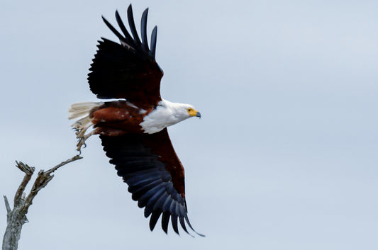 A majestic bald eagle with wings spread wide soaring through a clear blue sky over snow-capped mountains, representing the successful recovery of the species.