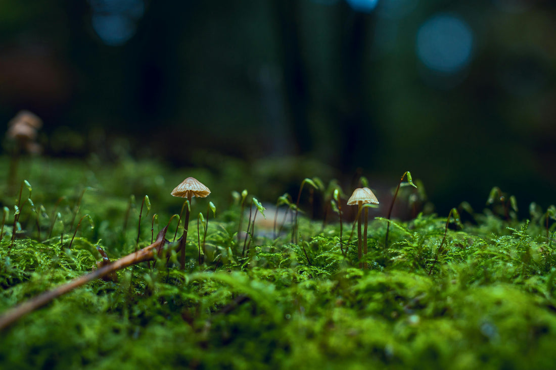 A close-up of wild mushrooms growing on a mossy forest floor, representing nature's ability to biodegrade waste.