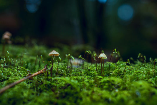 A close-up of wild mushrooms growing on a mossy forest floor, representing nature's ability to biodegrade waste.