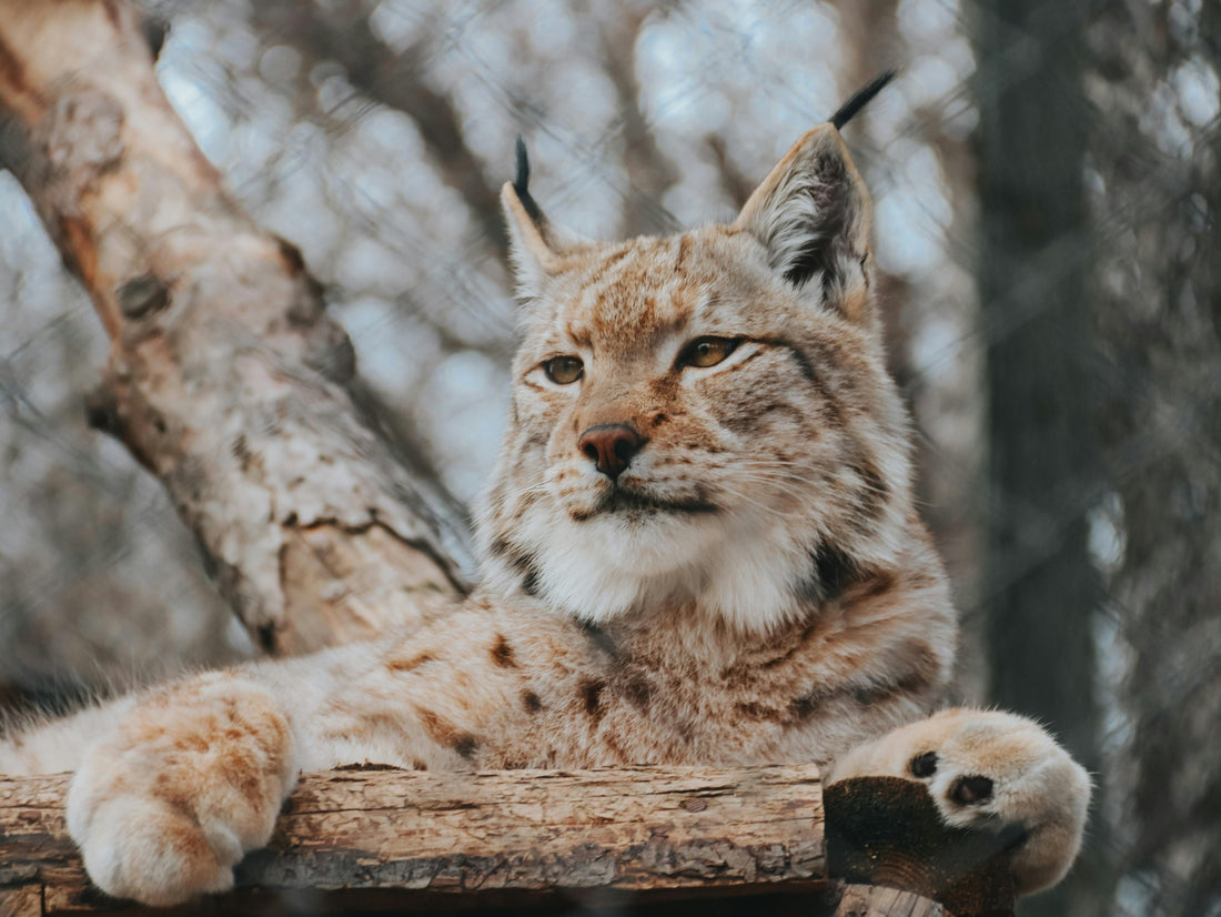 A majestic wild Lynx in a pine forest, representing the successful recovery of the species in Europe.