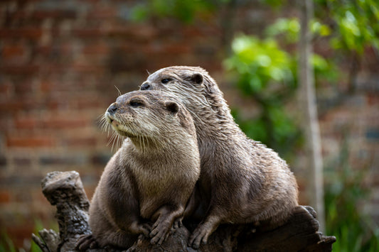 Cute sea otters holding hands while floating in the ocean, illustrating their role as climate heroes protecting kelp forests.