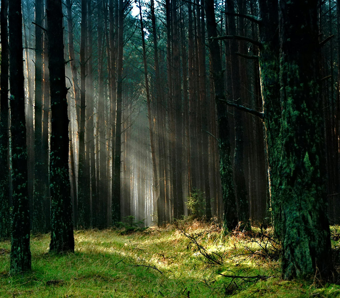 A misty morning in a dense Nordic pine forest.