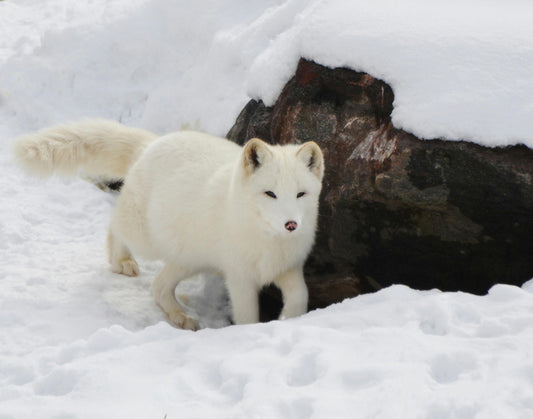 A beautiful Arctic Fox with thick white winter fur standing in a snowy mountain landscape, representing the resilience of northern nature.
