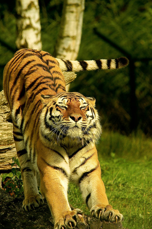 A majestic Bengal tiger walking through a green forest, symbolizing wildlife conservation success.