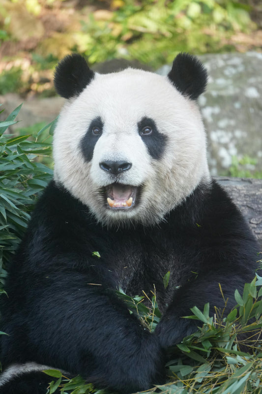 A giant panda eating bamboo in a lush green forest, representing a conservation success story.