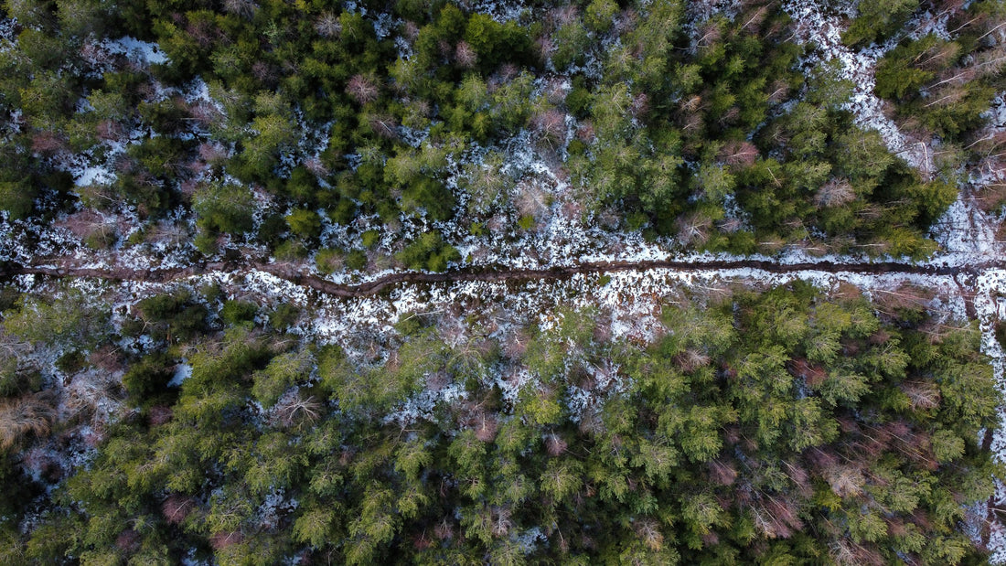 Lush green forest in Europe, symbolizing nature's recovery
