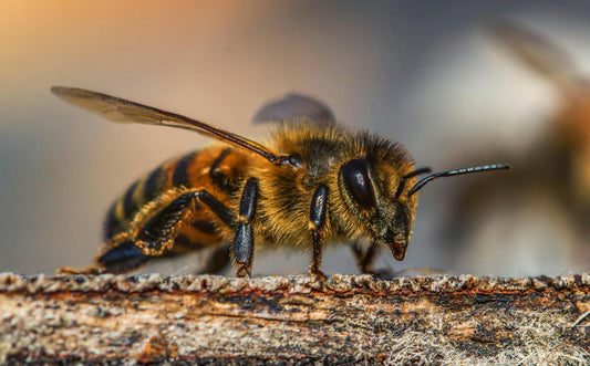 A honey bee collecting nectar from a bright wildflower, symbolizing biodiversity recovery.