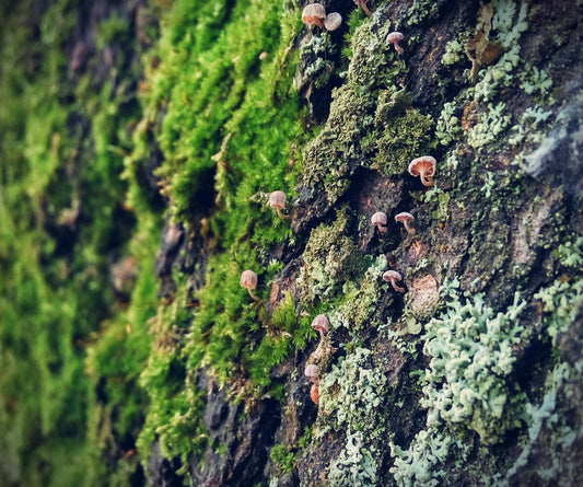 A macro close-up of vibrant green moss with tiny water droplets, representing the purity of northern nature.