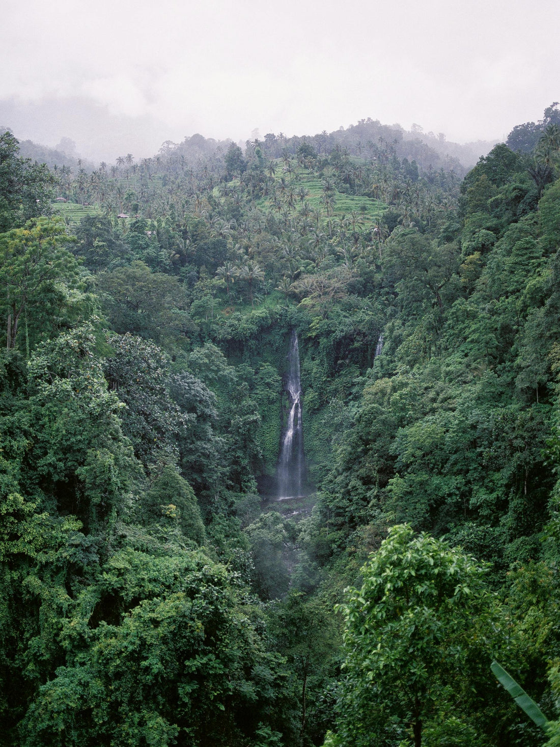 A vast, lush green expanse of the Amazon rainforest under a blue sky, representing the success of conservation efforts.