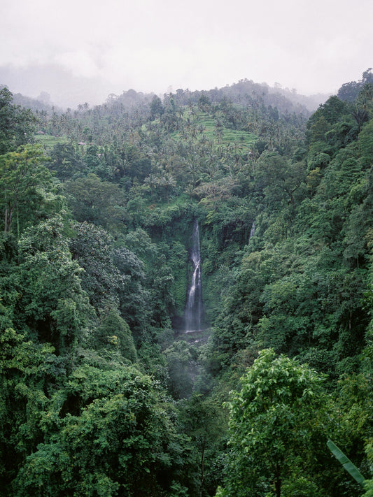 A vast, lush green expanse of the Amazon rainforest under a blue sky, representing the success of conservation efforts.