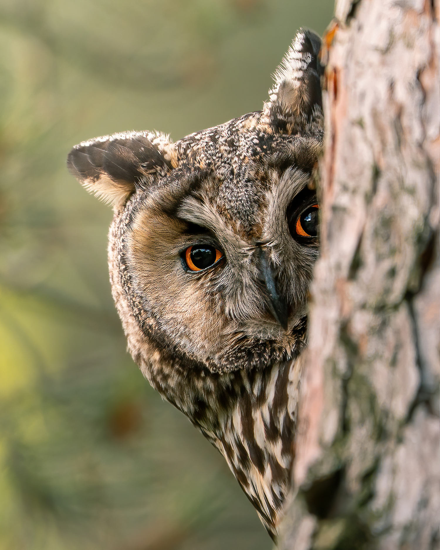 A Great Grey Owl peeking from behind a tree, original wildlife photography by Mikko Monto for Novapuro collaboration.