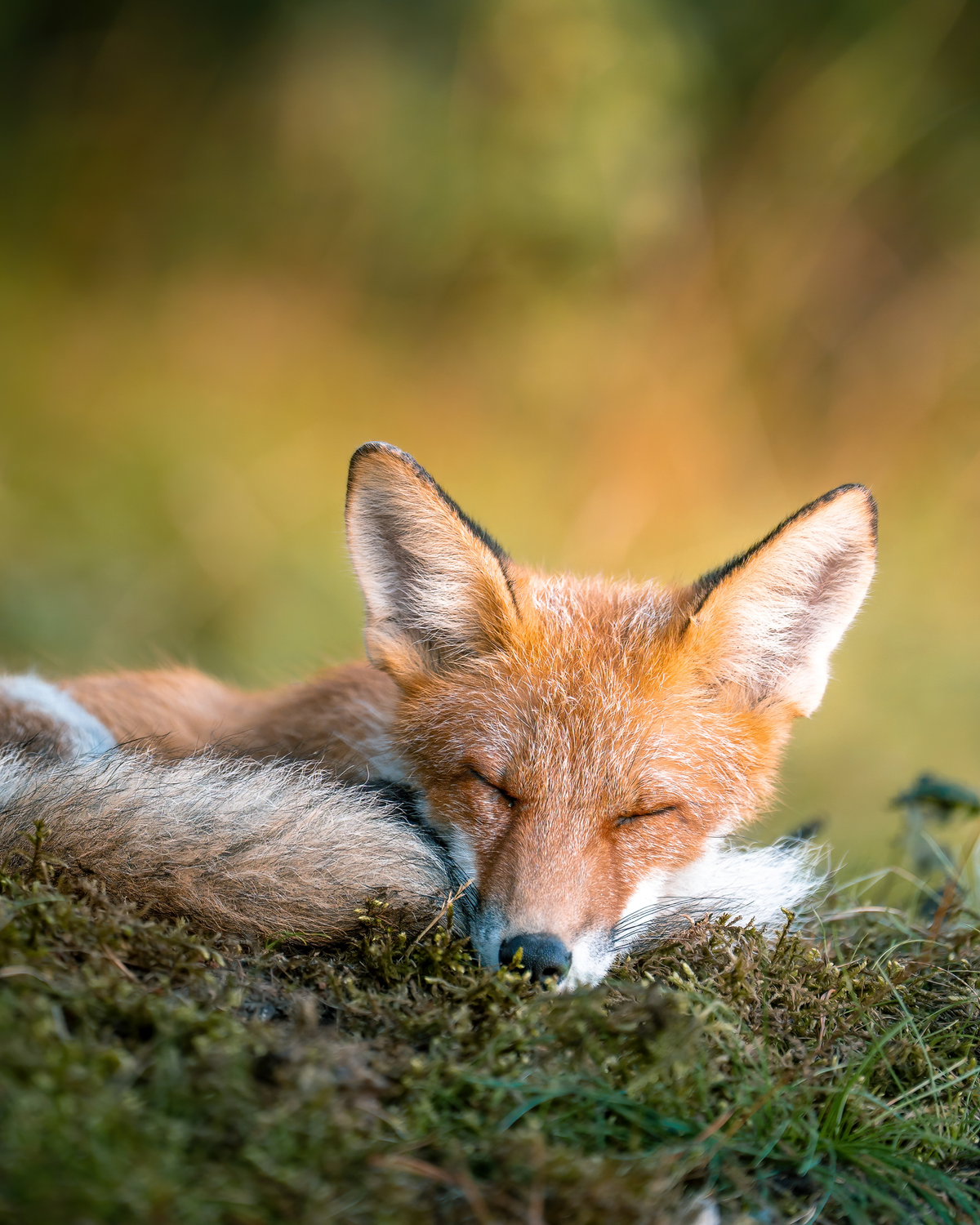 Premium Enamel Camper Mug | 'Morning Nap' Art by Mikko Monto