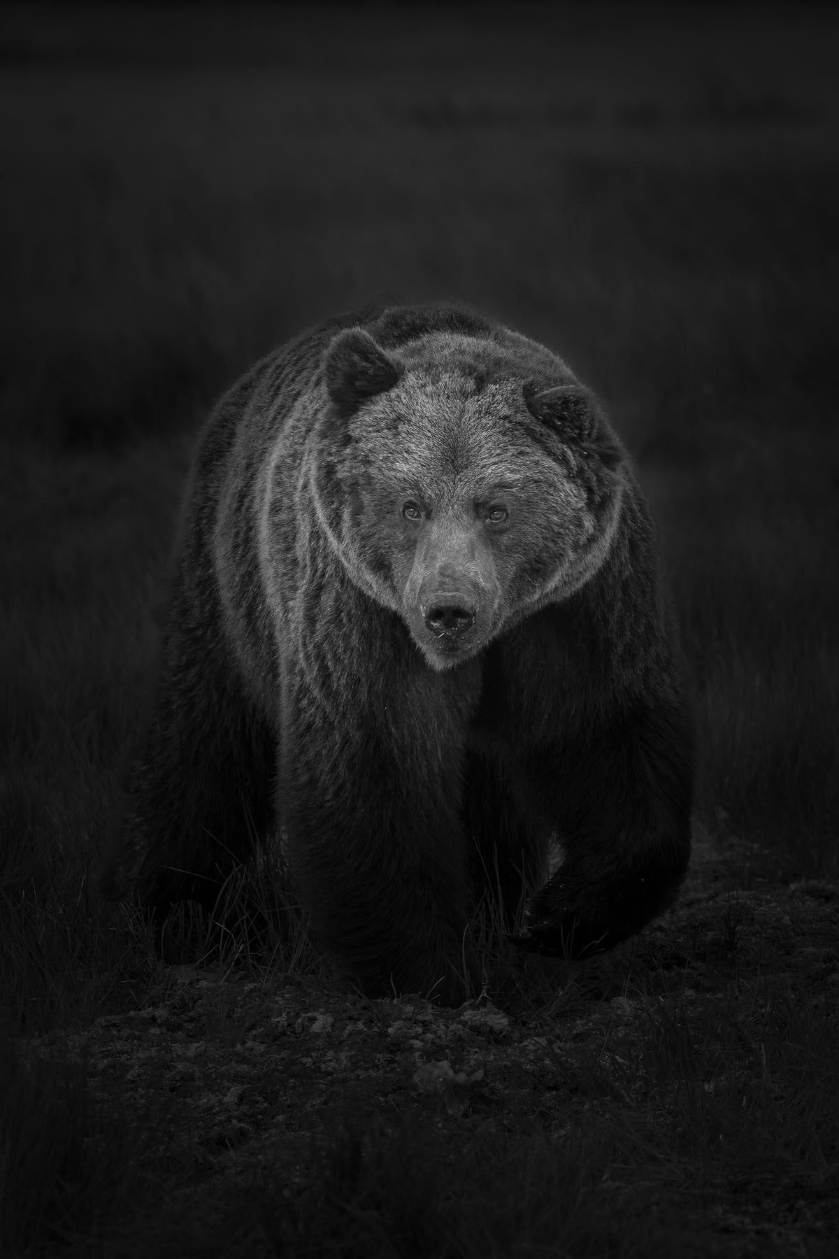 Auli Leivonen x Novapuro 'Nordic Bear' unisex-huppari luomupuuvillaa