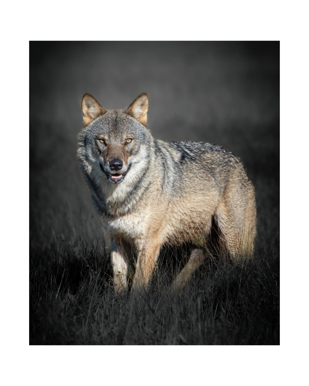 'Dark Alpha Wolf' Premium Throw Pillow | Auli Leivonen x Novapuro