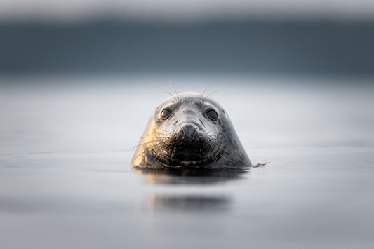 Jetro Luhtaa x Novapuro "Saimaa Ringed Seal" -luomupuuvillainen T-paita | Luontoaiheinen graafinen design