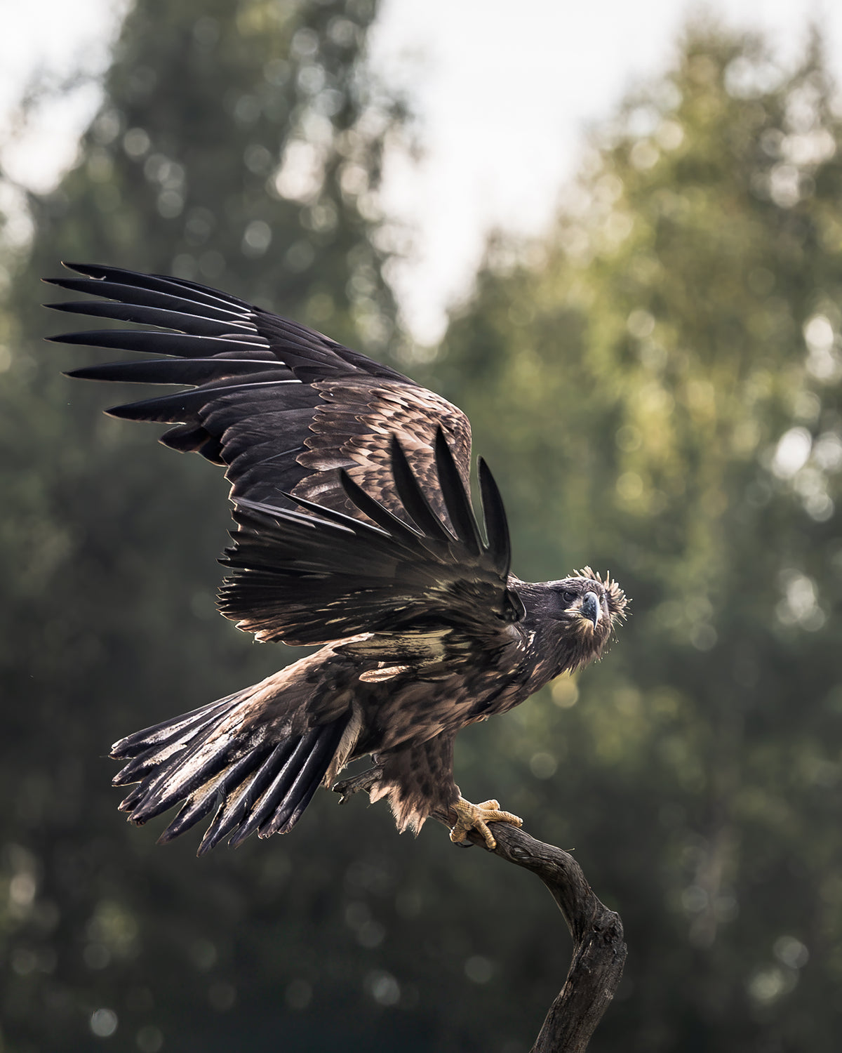 Annette Thomé-Marttinen x Novapuro | White-Tailed Eagle Organic Cotton T-Shirt | Annette Thome Marttinen x Novapuro