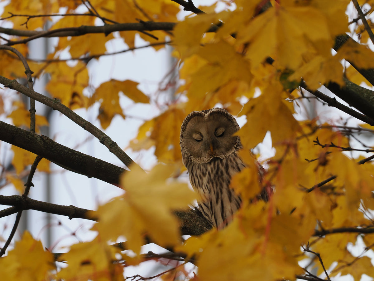 Original fine art photography of a wild Ural owl perched among golden autumn leaves, featured on the Tarja x Novapuro sustainable apparel.